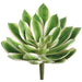 8" Real Touch Giant Aeonium Succulent Artificial Stem Pick -Green/Variegated (Pack of 12) - CKA147-GR/VG
