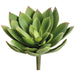 8" Real Touch Giant Aeonium Succulent Artificial Stem Pick -Green (Pack of 12) - CKA147-GR
