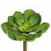5"Hx5"W Real Touch Echeveria Artificial Stem Pick -Green (Pack of 12) - CKE037-GR