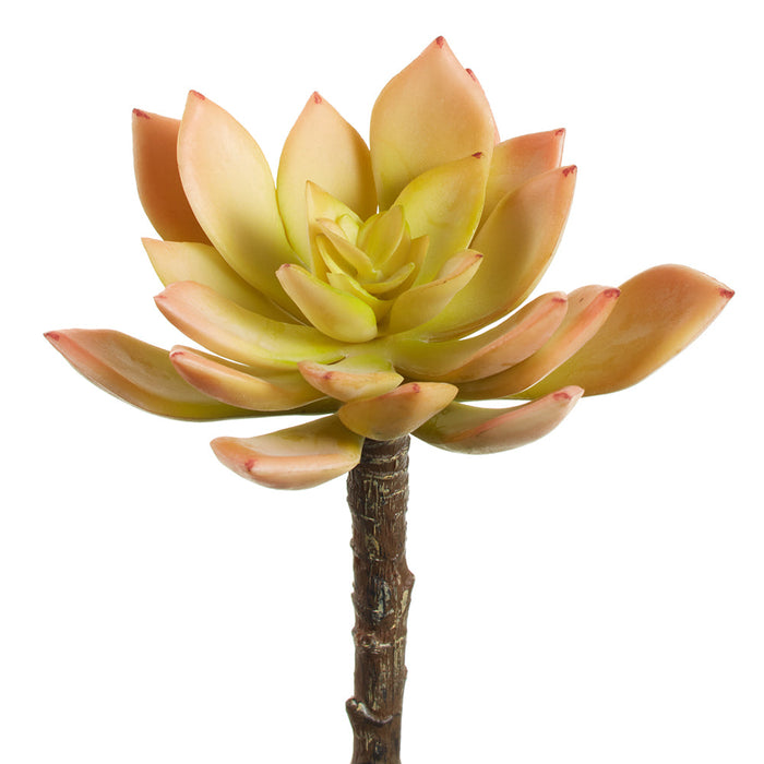 succulent peach 5" Echeveria Succulent Artificial Stem Pick -Green/Peach — Silks Are Forever