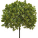 13" Artificial Sedum Stem Pick -Green (Pack of 8) - CKS004-GR