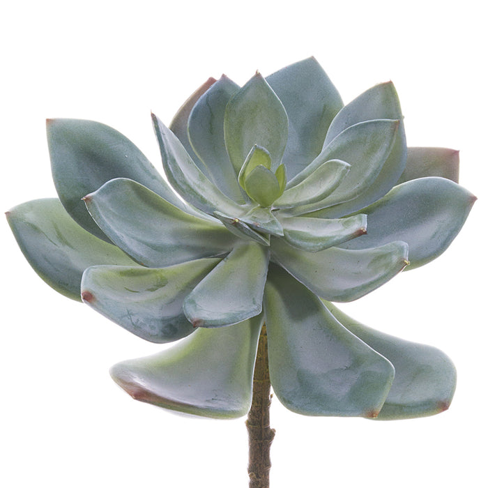 artificial succulent stems 6" Echeveria Artificial Stem Pick -Green/Gray (Pack of 12)