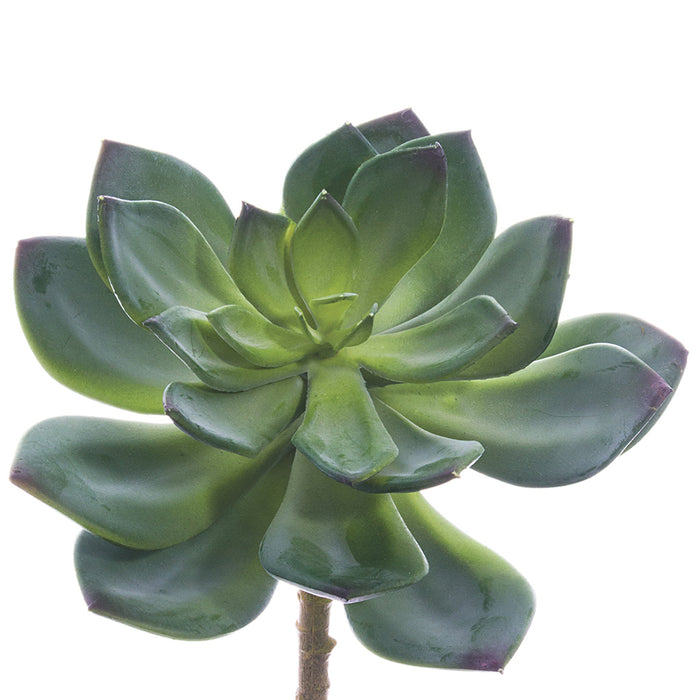 6" Echeveria Artificial Stem Pick -Green (Pack of 12) - CM0165-GR