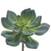 6" Echeveria Artificial Stem Pick -Green (Pack of 12) - CM0165-GR