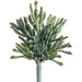 9" Artificial Coral Crassula Succulent Stem Pick -Green/Gray (pack of 12) - CM1019-GR/GY