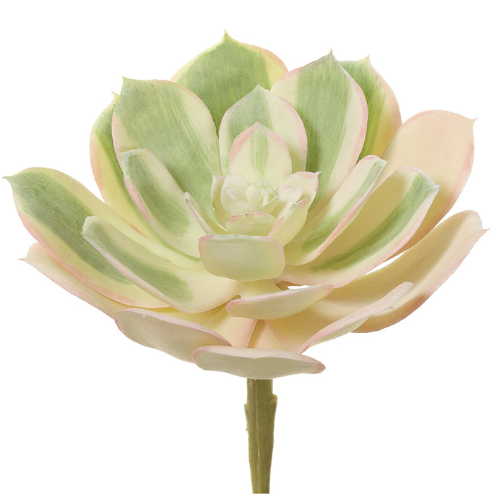 5"Hx6"W Real Touch Echeveria Artificial Stem Pick -Green/Blush (pack of 12) - CM4416-GR/BS