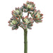 9" Real Touch Mini Artificial Echeveria Stem Pick -Green/Red (Pack of 12) - CS8777-GR/RE
