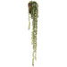 28" Donkey Tail Succulent Artificial Plant w/Wall Hanger -Green (Pack of 6) - CZD885-GR