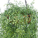 36" IFR UV-Proof Outdoor Artificial Fern Plant w/Hanging Basket -Green - SAFDLVS71