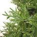 9'Hx67"W PE Tiffany Fraser Artificial Christmas Tree, RGB LED Pre-Lit (Multi-Mode) -Green - DT213583LEDCC