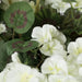 20" Silk Geranium Flower Bush -White (Pack of 12) - FA174603-4