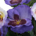 10" Silk Pansy Flower Bush -Purple (Pack of 12) - FA186466
