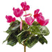 11" Silk Cyclamen Flower Bush -Cerise (pack of 12) - FBC399-CE