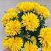 15" Silk Mum Flower Bush -Yellow (Pack of 12) - FBM514-YE