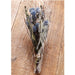 16" Globe Thistle Artificial Flower Stem Bundle -Blue/Lavender (Pack of 4) - FBT313-BL/LV
