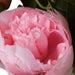 23" Peony Silk Flower Bush -Pink (Pack of 4) - FD182379