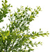 22.5" Outdoor UV-Resistant Artificial Boxwood Plant -Green (Pack of 6) - FF190122
