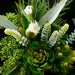 9.5" Echeveria Artificial Bouquet Stem Pick -Green (pack of 24) - FKE070-GR