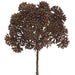 10" Sedum Artificial Flower Stem Pick -Brown (Pack of 12) - FKS100-BR