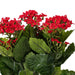 17.25" Silk Kalanchoe Flower Bush -Red (Pack of 4) - FL170101