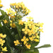 17.25" Silk Kalanchoe Flower Bush -Yellow (Pack of 4) - FL170103