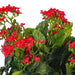15" Silk Kalanchoe Flower Bush -Red (Pack of 4) - FL170201