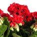 17.5" Silk Geranium Flower Bush -Red (Pack of 4) - FL170402