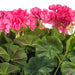 17.5" Silk Geranium Flower Bush -Pink (Pack of 4) - FL170403