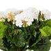 17.5" Silk Geranium Flower Bush -White (Pack of 4) - FL170404