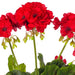 15.25" Silk Geranium Flower Bush -Red (Pack of 6) - FL170502