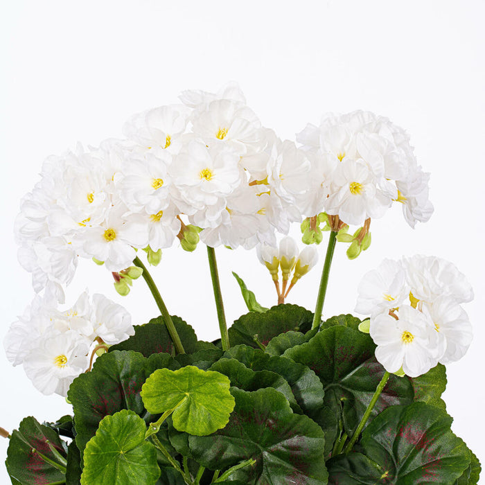 15.25" Silk Geranium Flower Bush -White (Pack of 6) - FL170504