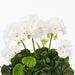 15.25" Silk Geranium Flower Bush -White (Pack of 6) - FL170504