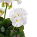 15.25" Silk Geranium Flower Bush -White (Pack of 6) - FL170504