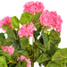 29" Hanging Silk Geranium Flower Bush -White (Pack of 4) - FL170803