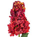 33" Silk Cone Hydrangea Flower Stem -Burgundy (Pack of 6) - FM228165