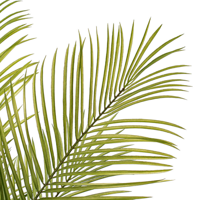 5' Areca Silk Palm Tree w/Plastic Pot -Green - FM238560
