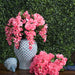 19" Silk Wisteria Flower Bush -Pink (Pack of 4) - FQ172702