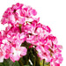 19" Faux Geranium Flower Bush -Light Pink (Pack of 6) - FQ172902