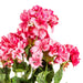 19" Faux Geranium Flower Bush -Coral (Pack of 6) - FQ172903