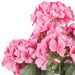 19" Faux Geranium Flower Bush -Coral (Pack of 6) - FQ172903