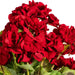 18" Geranium Silk Flower Bush -Red (Pack of 8) - FQ173101-4
