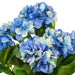 21" Silk Hydrangea Flower Bush -Blue (Pack of 4) - FR190202