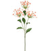 32" Agapanthus Silk Flower Stem -Peach/Coral (Pack of 12) - FSA003-PE/CO