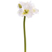 29" Amaryllis Silk Flower Stem -White/Green (Pack of 6) - FSA010-WH/GR
