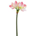 26" Amaryllis Silk Flower Stem -White/Pink (pack of 12) - FSA053-WH/PK