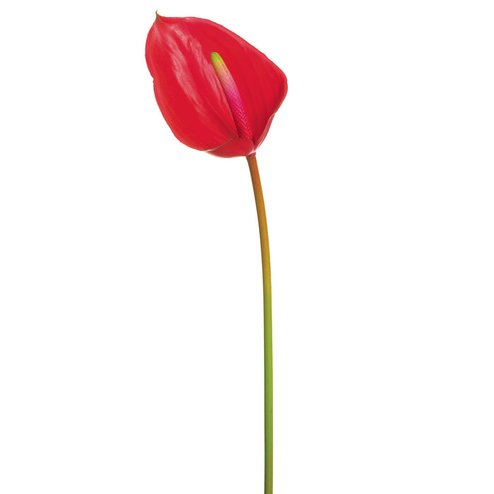23.6" Anthurium Silk Flower Stem -Red (pack of 12) - FSA078-RE