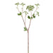 34" Angelica Artificial Flower Stem -Green (Pack of 12) - FSA109-GR