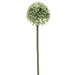 17.5" Allium Silk Flower Stem -Cream/Green (pack of 24) - FSA141-CR/GR
