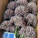 17.5" Allium Silk Flower Stem -Violet (Pack of 24) - FSA141-VI