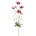 29" Silk Wild Anemone Flower Stem -Boysenberry (pack of 12) - FSA300-BB